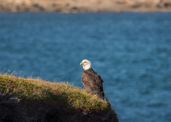 Majestic Bald Eagle