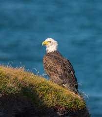 Fototapeta premium Majestic Bald Eagle