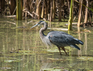 Heron Wading in Water