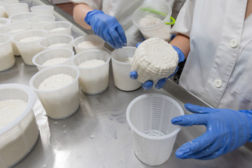 working woman preparing cheese raw paste into moulds and seasoning