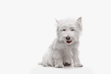 The west highland terrier dog in front of white studio background
