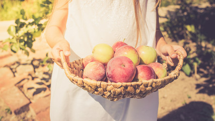  Fresh ripe apples in a basket in the hands of a little girl. Harvesting. Daylight. Horizontal frame. Toning.