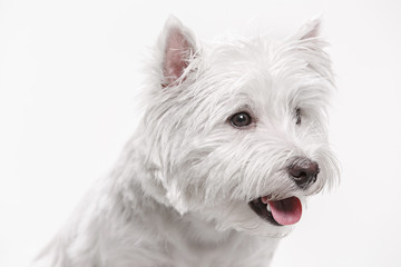 The west highland terrier dog in front of white studio background