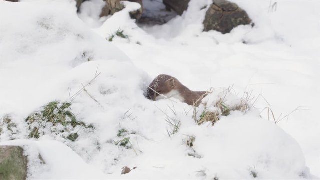 stoat in winter