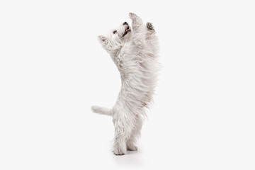 The west highland terrier dog in front of white studio background