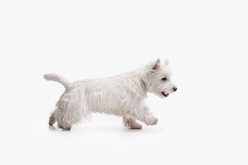 The west highland terrier dog in front of white studio background