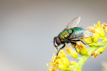 Fliege, Insekt in einer gelben Blütenpracht