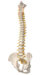 Human Spine Anatomy. Skeletal human spine and vertebral column or intervertebral discs. Detailed...