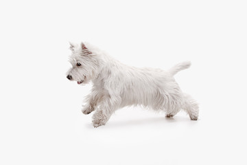 The west highland terrier dog in front of white studio background