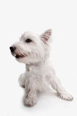 The west highland terrier dog in front of white studio background