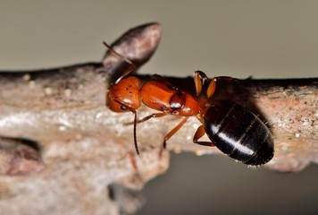 A macro of a large red and black ant crawling across twigs in a tree, as seen from above looking down.