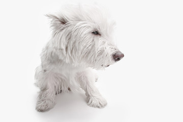 The west highland terrier dog in front of white studio background