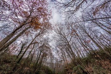 Forest and Bay in Winter