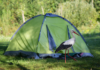 Funny stork bird walking near the hiking tent
