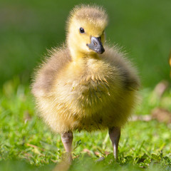 Cute Gosling in Grass