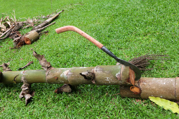 The big knife with long wooden handle that cutting trees.