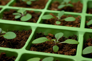 Petunia seedlings in the cell tray (macro)