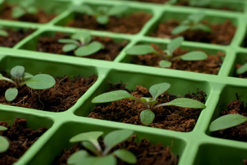 Petunia seedlings in the cell tray (macro)