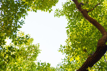 Top view with tree branch and blue sky