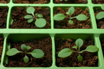 Petunia seedlings in the cell tray (macro)