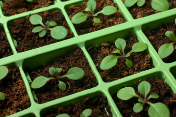 Petunia seedlings in the cell tray (macro)