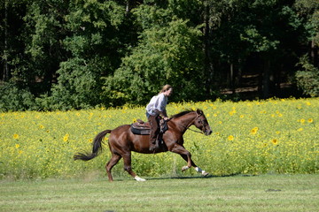 Freiheit. Reiterin galoppiert mit Westernpferd am Sonnenblumen Feld entlang