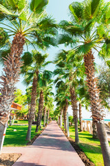 A footpath with palm trees and a gazebo along the sea and a beautiful green lawn in the foreground. Vacation at sea, relaxation