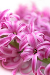 Pink hyacinth (macro)