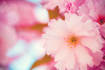 Cherry Blossoms in Japan