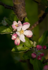 Pink apple tree blossom (Malus domestica "Flamenco")