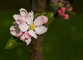 Pink apple tree blossom (Malus domestica 