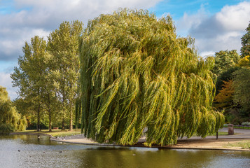 The wind shakes the willow branches on the shore of the pond © abche