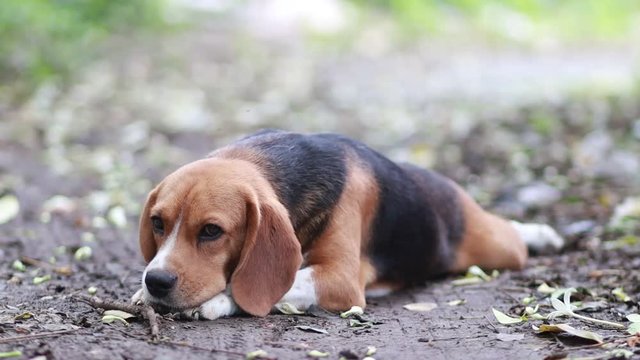 An adorable cute beagle dog lying down outdoor in fall,portrait and close up face of a cute beagle dog while lying on the ground after playing.