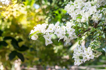 Close up of a white Bougainvillea in full bloom on natural green background.