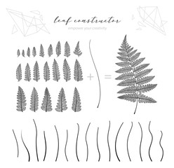 Big collection of vector branch and leaf, autumn, spring, summer. Detailed macro illustration, not autotrace, constructor design, fern