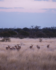 Antelope on safari