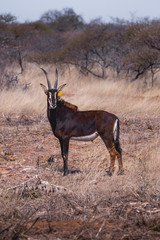 Sable Antelope Africa