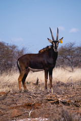 Sable Antelope Africa