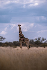 Africa Giraffe