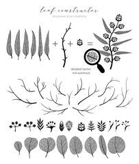 Big collection of vector branch and eucalyptus leaf, autumn, spring, summer. Detailed macro illustration, not autotrace, constructor design