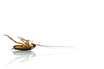 Dead Cockroach on white table with reflection.Contagion the disease, Animal,Plague,Healthy,Home concept of advertisement design.Cockroaches are carriers of contagion the disease.