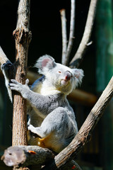 A koala on a eucalyptus gum tree in Australia