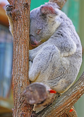 A koala on a eucalyptus gum tree in Australia