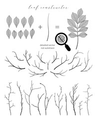 Branch and leaf, fall, spring, summer. Detailed vector illustration, not autotrace, constructor design