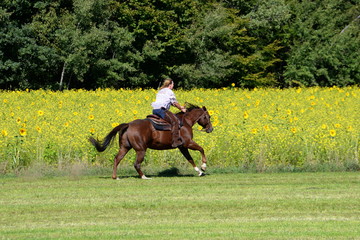 fast girl. Woman riding a sorrel Quarter Horse next to sun flowers