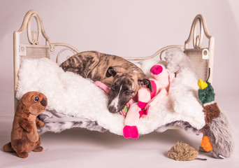 Flo The Whippet Puppy