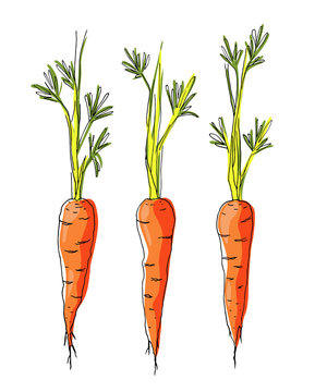 Sketch carrots on white background.