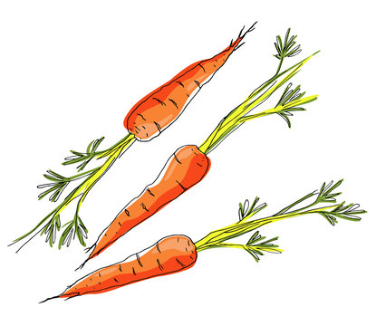 Sketch carrots on white background.