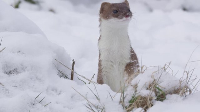 stoat in winter