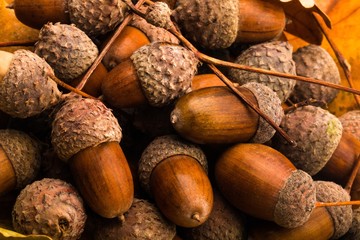 Pile of Brown Acorns on Oak Leaves Close-Up